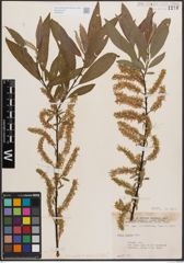 Foto von Salix cordata Michx. x Salix sericea Marshall